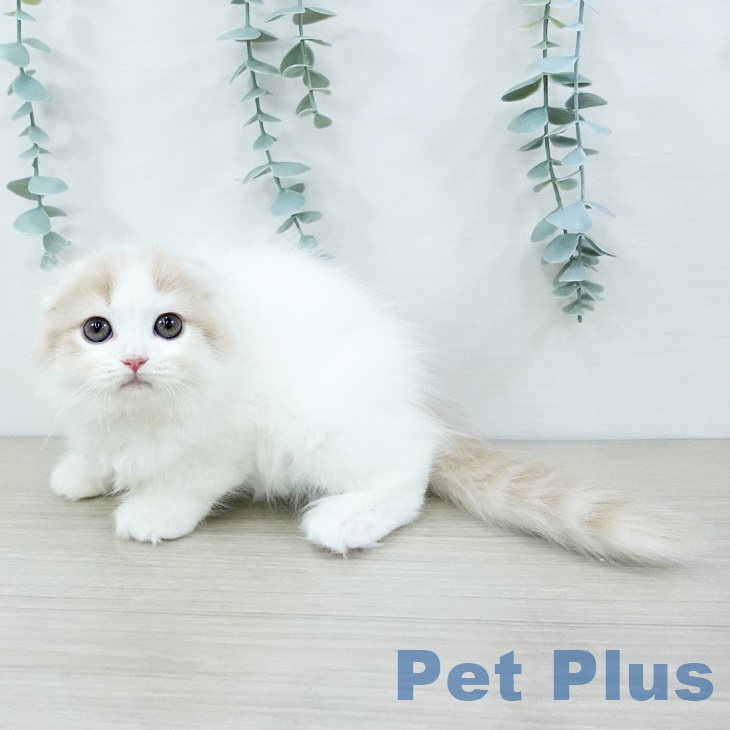 岩手県のスコティッシュフォールド (ペットプラス 盛岡南店/2025年8月25日生まれ/女の子/クリームタビーホワイト)の子猫の2枚目の画像