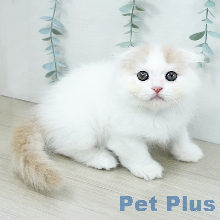 千葉県のスコティッシュフォールド (ペットプラス 成田店/2025年8月25日生まれ/女の子/クリームタビーホワイト)の子猫の1枚目の画像