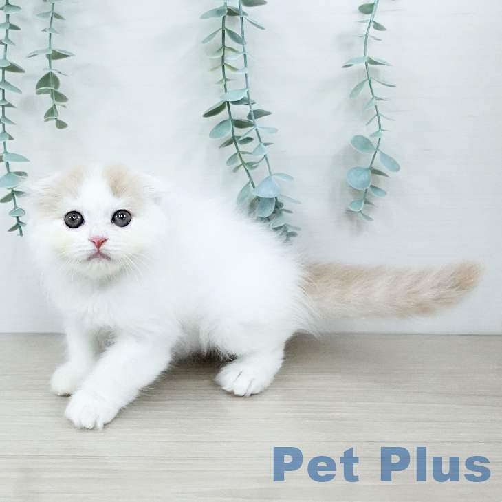 千葉県のスコティッシュフォールド (ペットプラス 成田店/2025年8月25日生まれ/女の子/クリームタビーホワイト)の子猫の2枚目の画像
