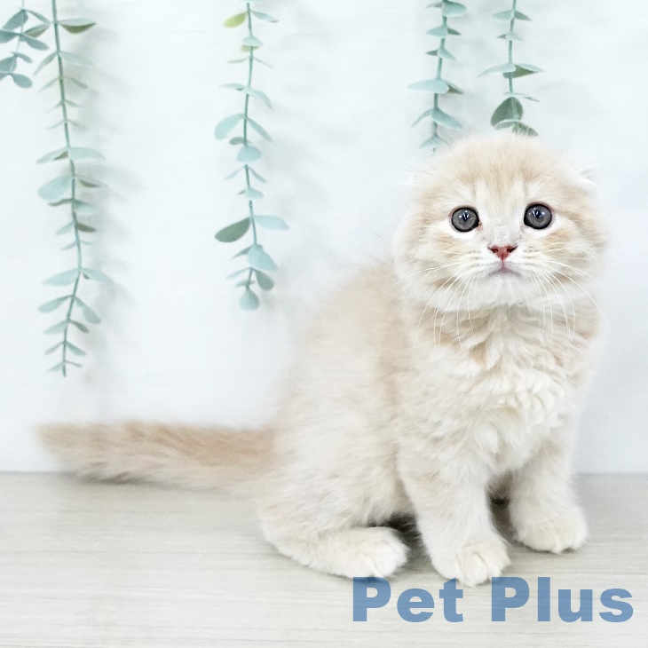 スコティッシュフォールド