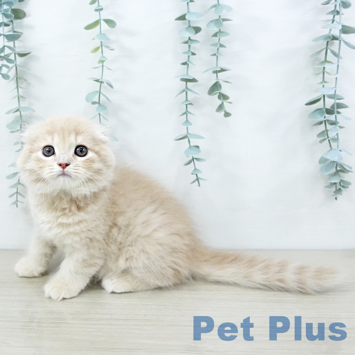 スコティッシュフォールドの写真2