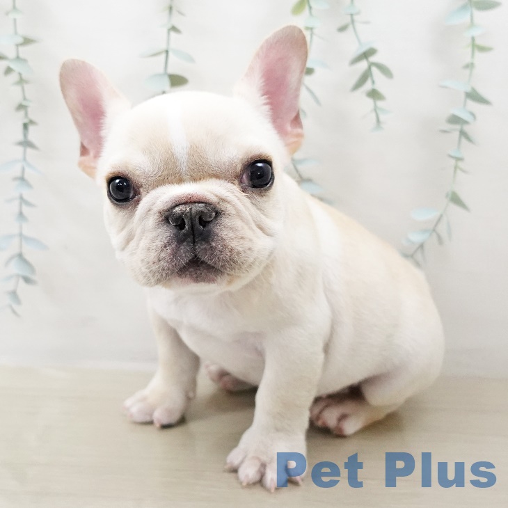 千葉県のフレンチブルドッグ (ペットプラス 幕張新都心店/2025年8月24日生まれ/女の子/クリームホワイト)の子犬の1枚目の画像