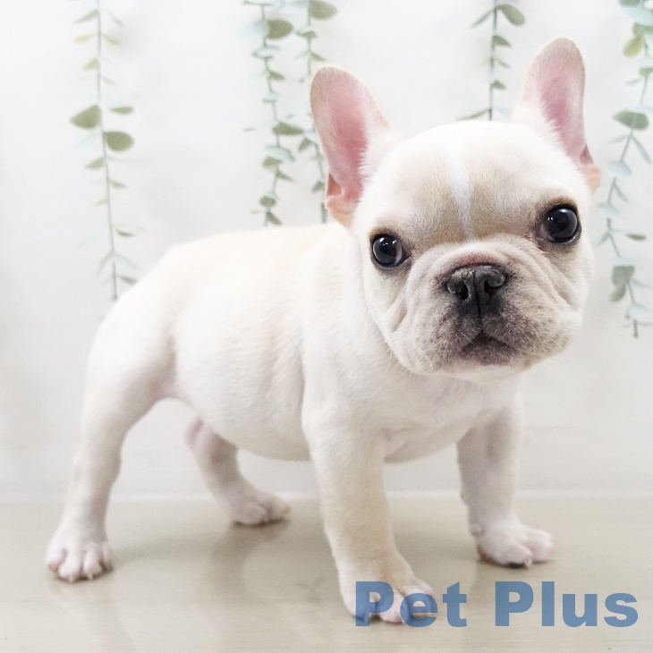 千葉県のフレンチブルドッグ (ペットプラス 幕張新都心店/2025年8月24日生まれ/女の子/クリームホワイト)の子犬の2枚目の画像