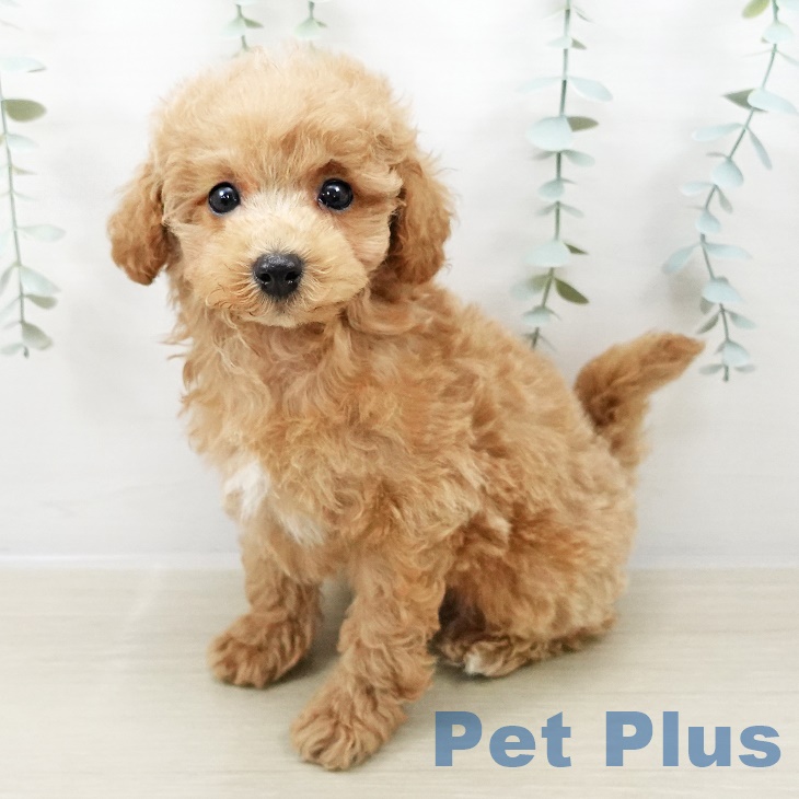 長野県のトイプードル(トイ) (ペットプラス 松本店/2025年8月31日生まれ/男の子/アプリコット)の子犬