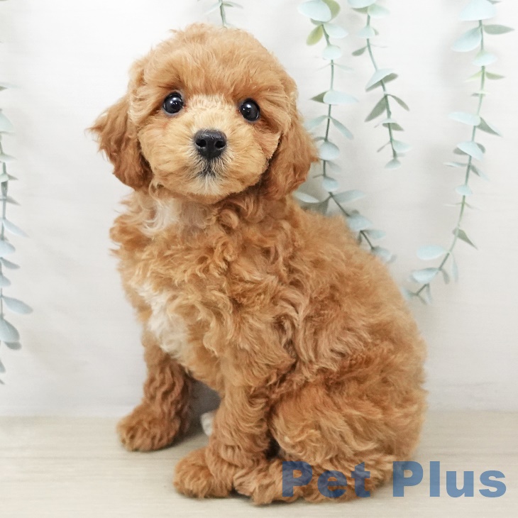 千葉県のトイプードル(トイ) (ペットプラス ユーカリが丘店/2025年8月31日生まれ/女の子/アプリコット)の子犬の1枚目の画像