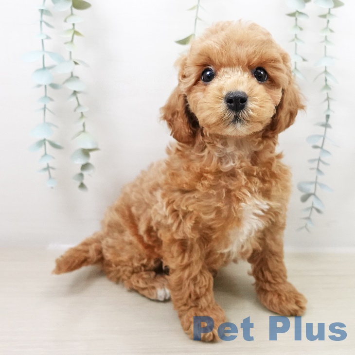 千葉県のトイプードル(トイ) (ペットプラス ユーカリが丘店/2025年8月31日生まれ/女の子/アプリコット)の子犬の2枚目の画像