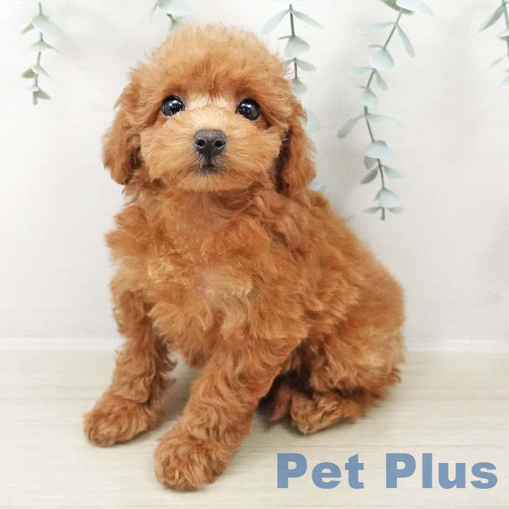 神奈川県のトイプードル(トイ) (ペットプラス 新百合丘店/2025年8月31日生まれ/女の子/レッド)の子犬の1枚目の画像
