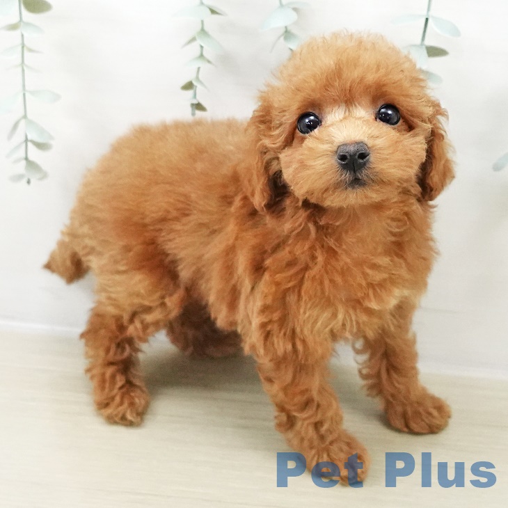 神奈川県のトイプードル(トイ) (ペットプラス 新百合丘店/2025年8月31日生まれ/女の子/レッド)の子犬の2枚目の画像