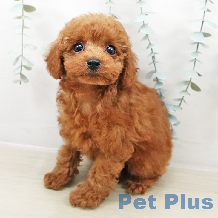 埼玉県のトイプードル(トイ) (ペットプラス ピオニウォーク東松山店/2025年8月31日生まれ/女の子/レッド)の子犬