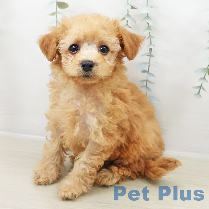 群馬県のトイプードル(トイ) (ペットプラス イオンモール太田店/2025年8月31日生まれ/男の子/アプリコット)の子犬の1枚目の画像
