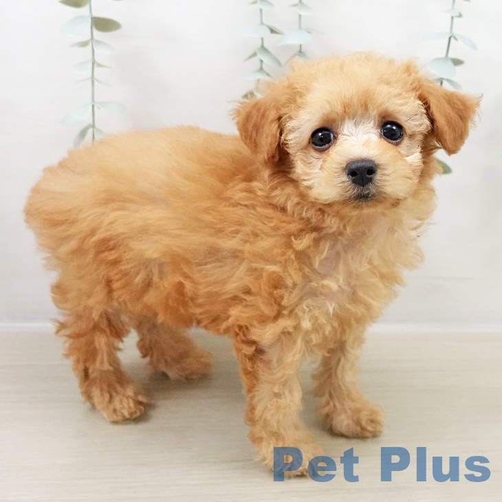 群馬県のトイプードル(トイ) (ペットプラス イオンモール太田店/2025年8月31日生まれ/男の子/アプリコット)の子犬の2枚目の画像