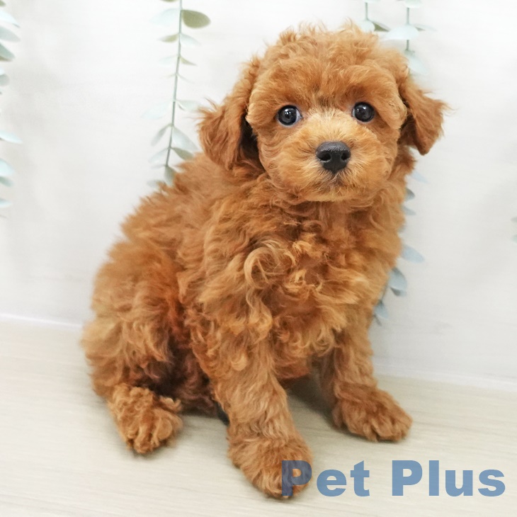 トイ・プードル