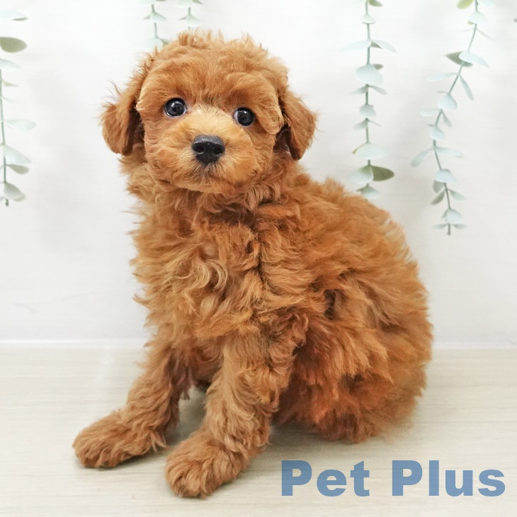 岩手県のトイプードル(トイ) (ペットプラス 盛岡南店/2025年8月31日生まれ/男の子/レッド)の子犬の2枚目の画像