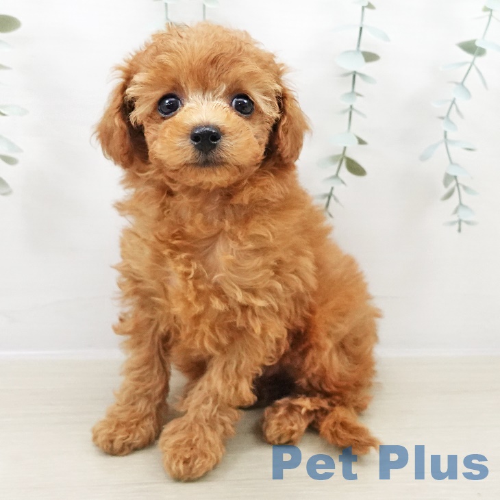 千葉県のトイプードル(トイ) (ペットプラス 成田店/2025年8月31日生まれ/女の子/レッド)の子犬の1枚目の画像