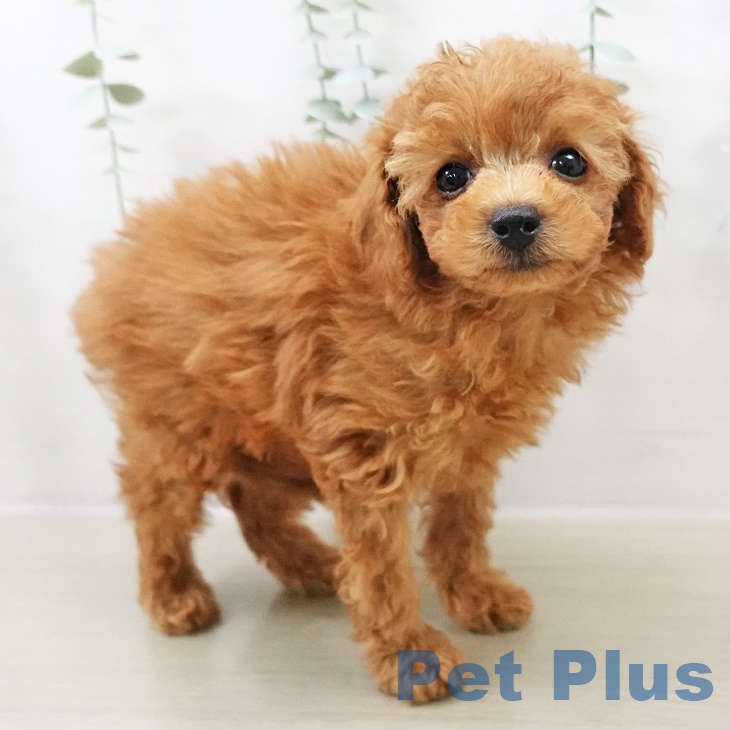 千葉県のトイプードル(トイ) (ペットプラス 成田店/2025年8月31日生まれ/女の子/レッド)の子犬の2枚目の画像