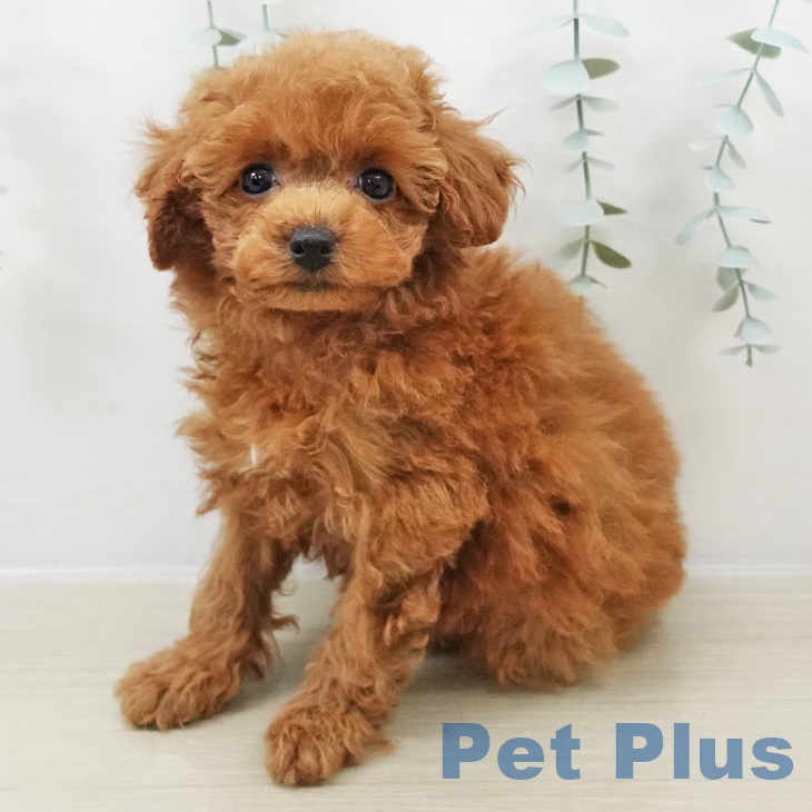 トイ・プードル