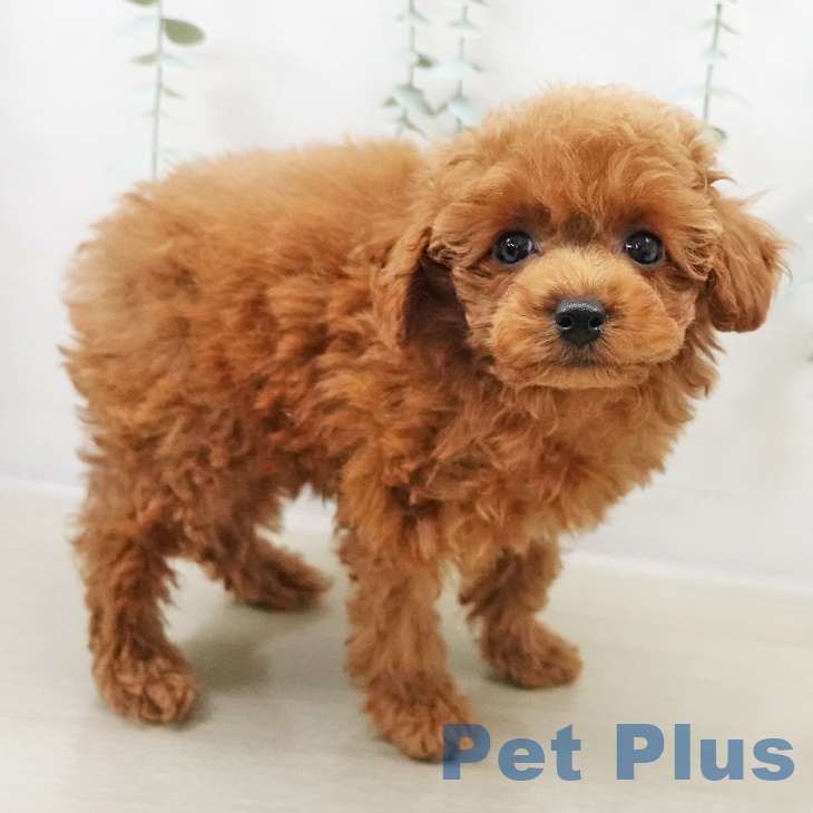 トイ・プードルの写真2