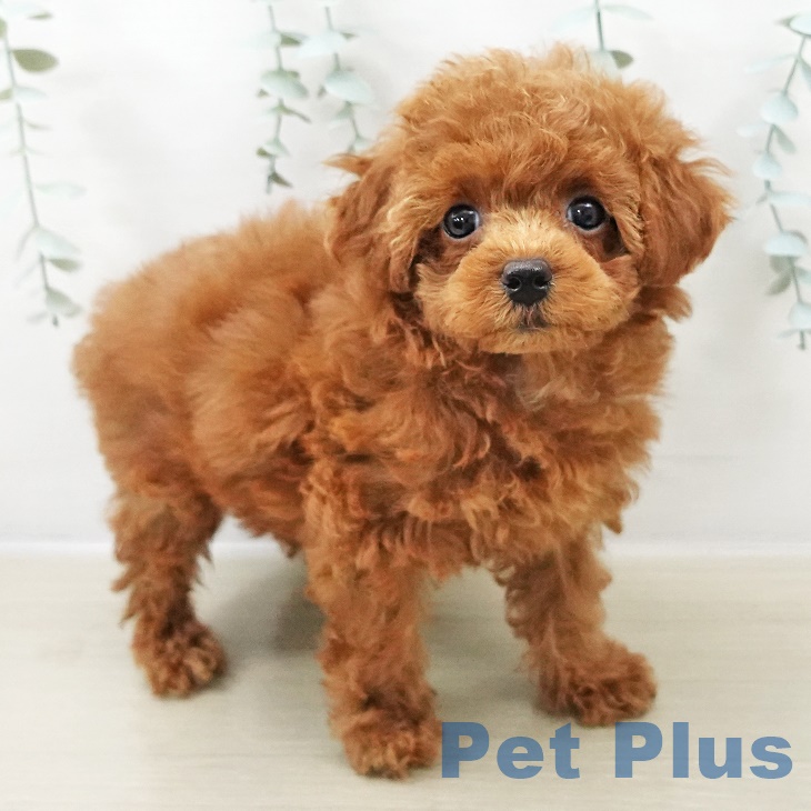 トイ・プードル