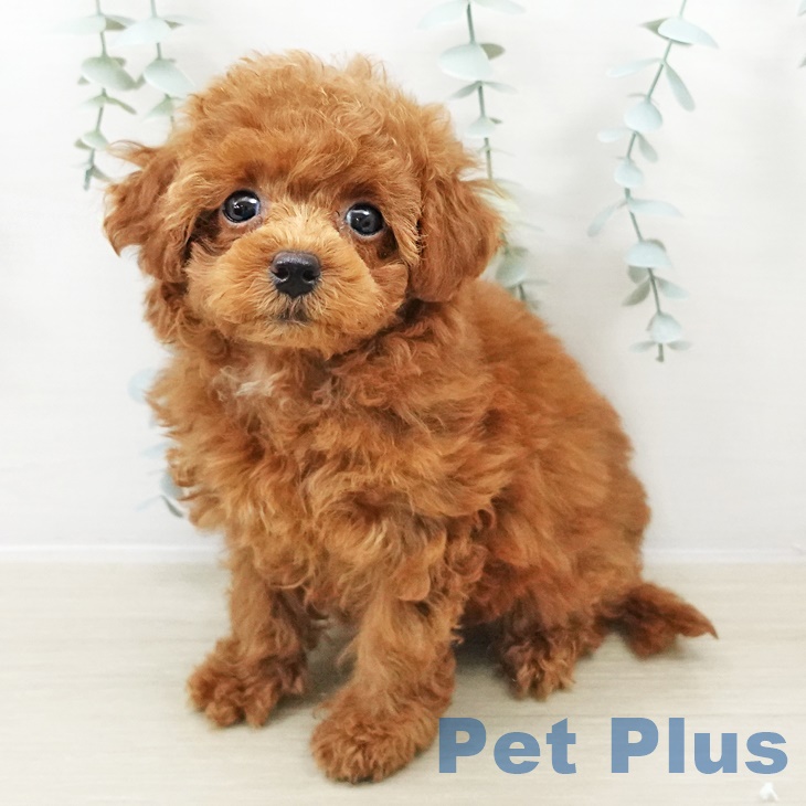 トイ・プードルの写真2