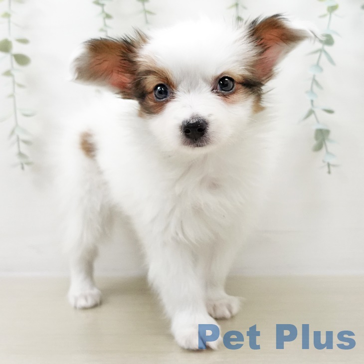 パピヨンの写真2