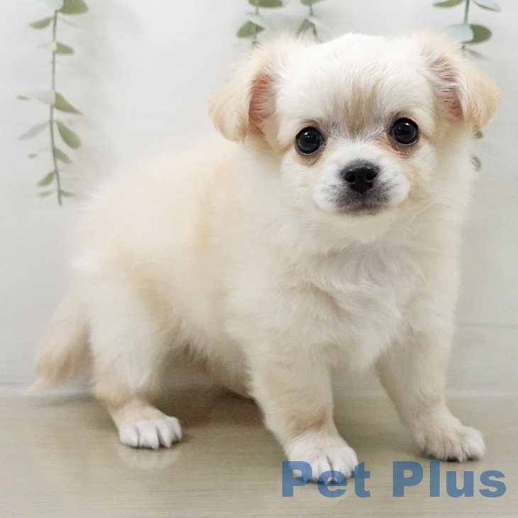 埼玉県のチワワ(ロング) (ペットプラス クレアモール川越店/2025年8月31日生まれ/男の子/クリームホワイト)の子犬の1枚目の画像