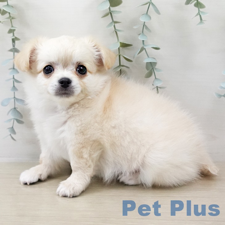 埼玉県のチワワ(ロング) (ペットプラス クレアモール川越店/2025年8月31日生まれ/男の子/クリームホワイト)の子犬の2枚目の画像