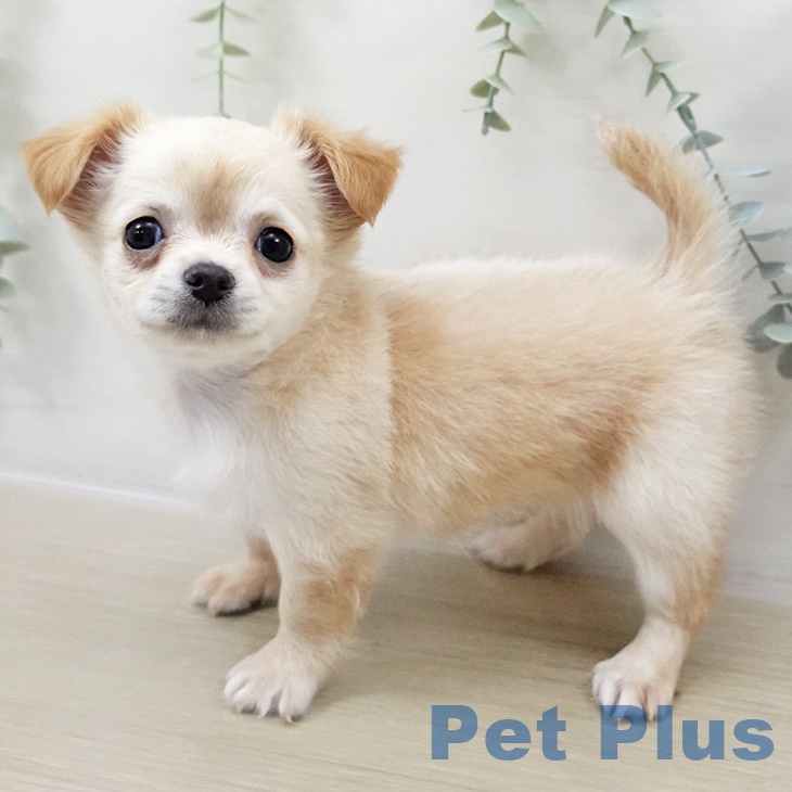 茨城県のチワワ(ロング) (ペットプラス つくば店/2025年8月31日生まれ/女の子/クリームホワイト)の子犬の1枚目の画像