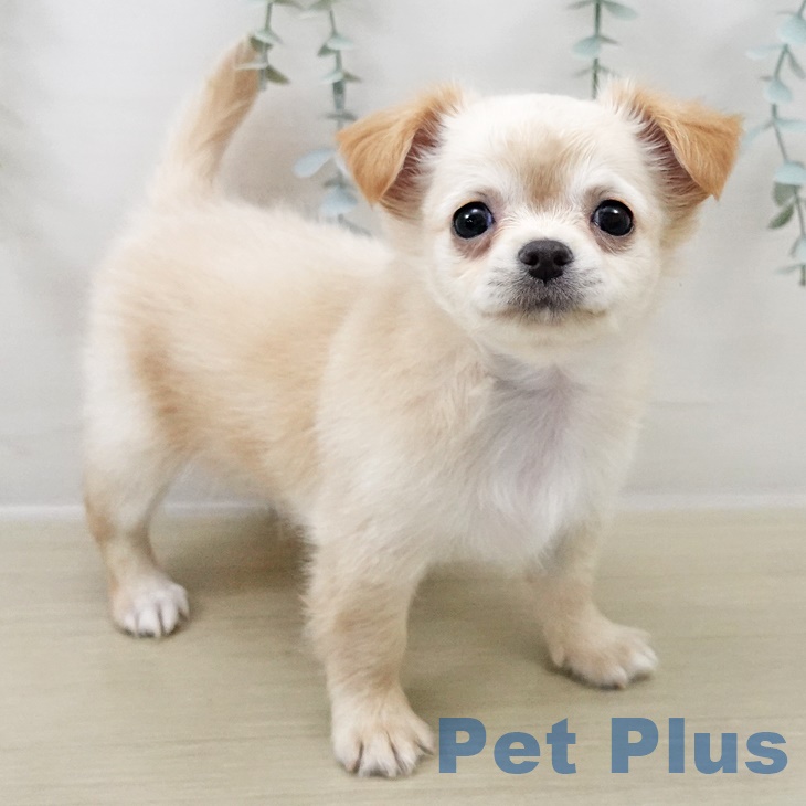 茨城県のチワワ(ロング) (ペットプラス つくば店/2025年8月31日生まれ/女の子/クリームホワイト)の子犬の2枚目の画像