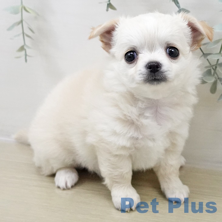 千葉県のチワワ(ロング) (ペットプラス 幕張新都心店/2025年8月31日生まれ/女の子/クリームホワイト)の子犬の1枚目の画像