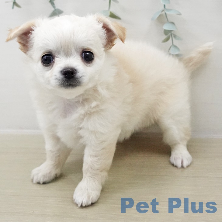 千葉県のチワワ(ロング) (ペットプラス 幕張新都心店/2025年8月31日生まれ/女の子/クリームホワイト)の子犬の2枚目の画像