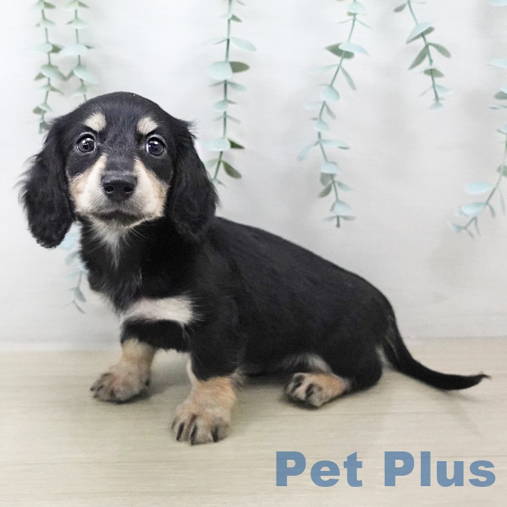 福島県のカニンヘンダックスフンド(ロング) (ペットプラス 福島店/2025年8月29日生まれ/男の子/ブラックイエロー)の子犬の1枚目の画像
