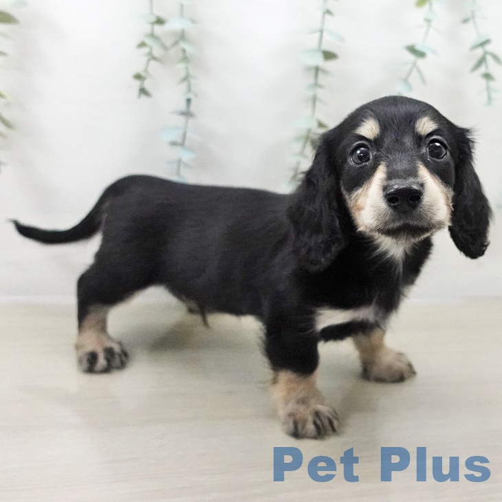 福島県のカニンヘンダックスフンド(ロング) (ペットプラス 福島店/2025年8月29日生まれ/男の子/ブラックイエロー)の子犬の2枚目の画像