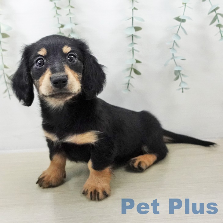 東京都のカニンヘンダックスフンド(ロング) (ペットプラス 立川高島屋S.C.店/2025年8月29日生まれ/男の子/ブラックタン)の子犬の1枚目の画像