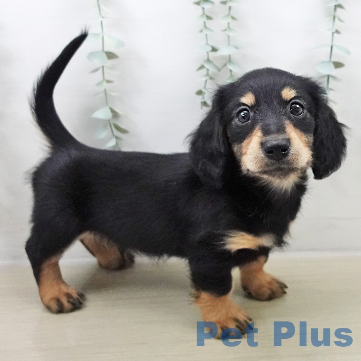 東京都のカニンヘンダックスフンド(ロング) (ペットプラス 立川高島屋S.C.店/2025年8月29日生まれ/男の子/ブラックタン)の子犬の2枚目の画像