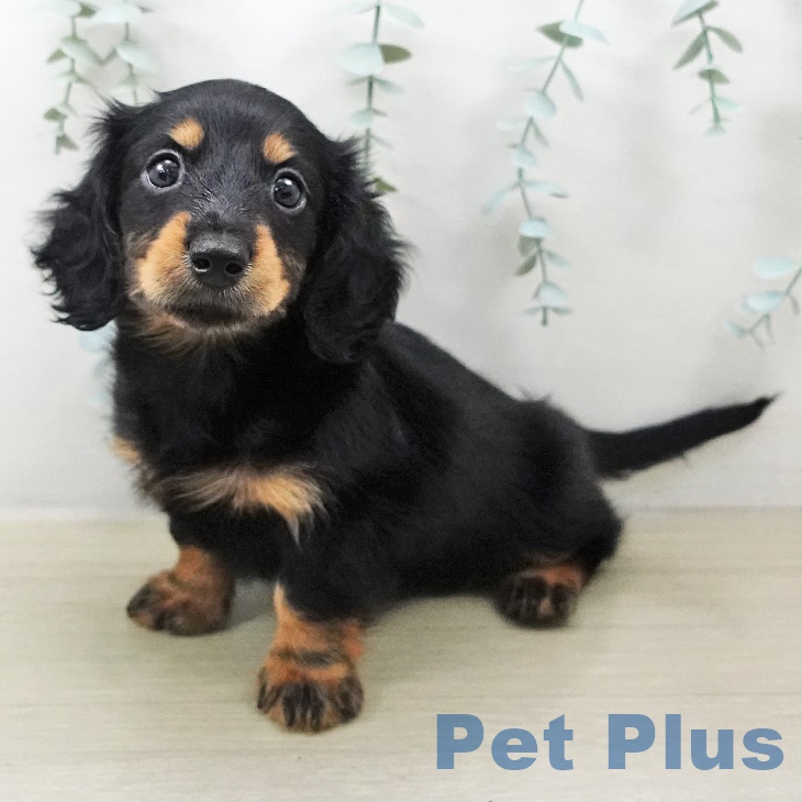 埼玉県のカニンヘンダックスフンド(ロング) (ペッツワン 新座店/2025年8月29日生まれ/女の子/ブラックタン)の子犬の1枚目の画像