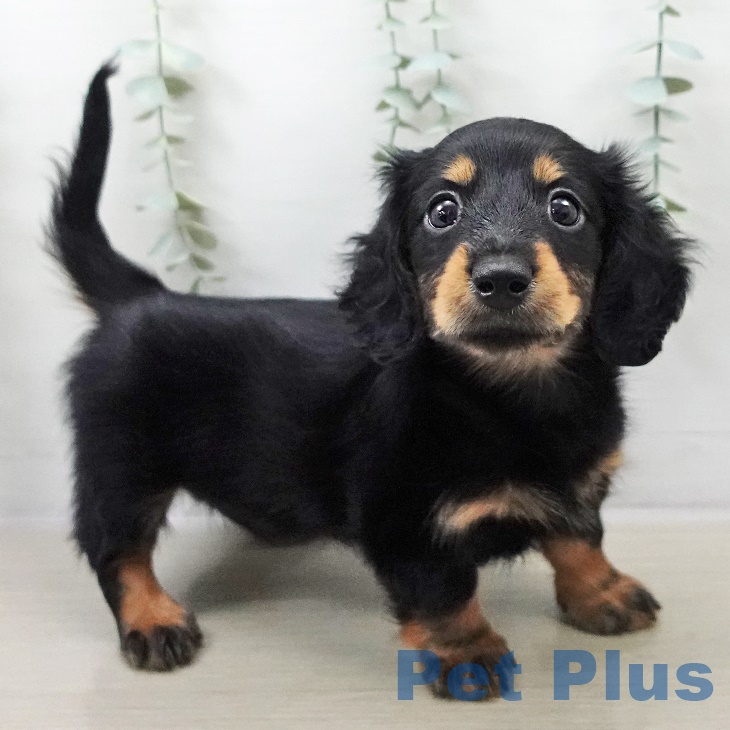 埼玉県のカニンヘンダックスフンド(ロング) (ペッツワン 新座店/2025年8月29日生まれ/女の子/ブラックタン)の子犬の2枚目の画像