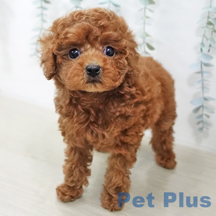 トイ・プードル