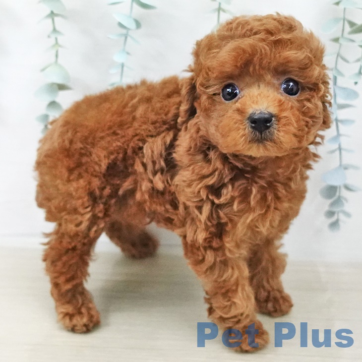 トイ・プードル