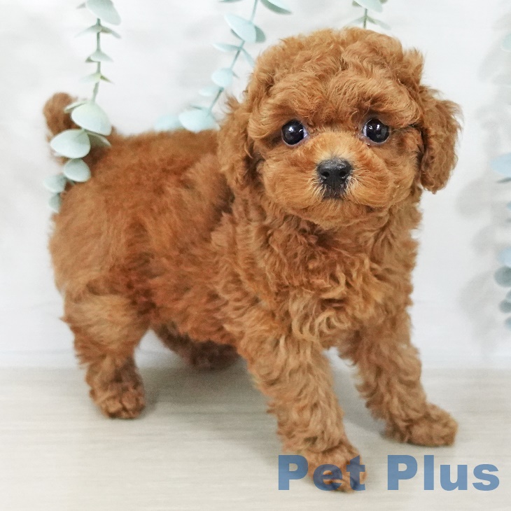 トイ・プードル