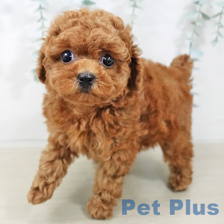 トイ・プードルの写真2