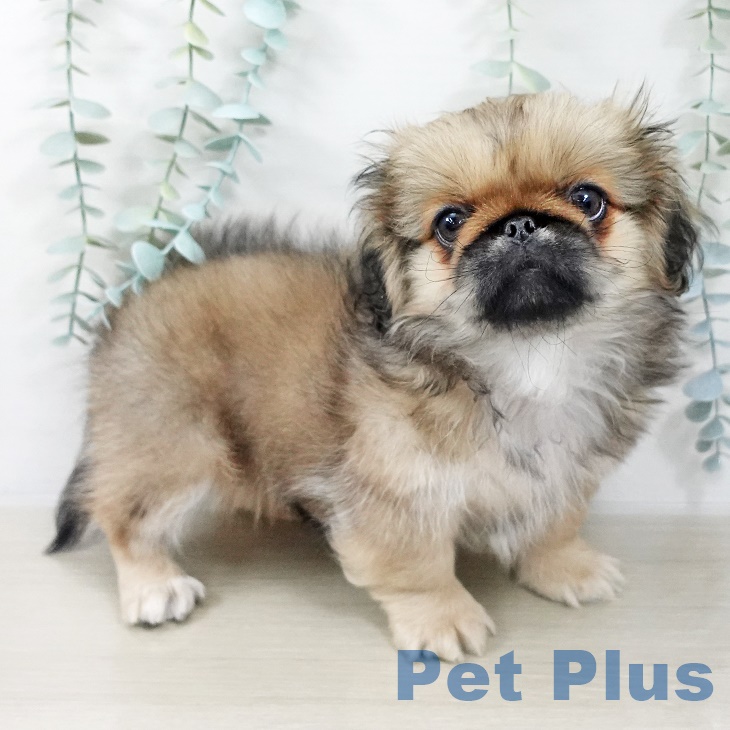 茨城県のペキニーズ (ペットプラス つくば店/2025年8月10日生まれ/男の子/フォーンブラックマスク)の子犬の2枚目の画像
