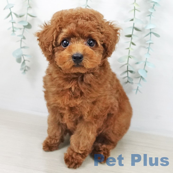 東京都のトイプードル(トイ) (ペットプラス アクアシティお台場店/2025年8月24日生まれ/男の子/レッド)の子犬の1枚目の画像