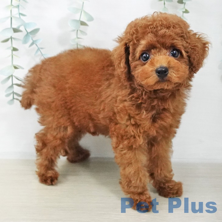 東京都のトイプードル(トイ) (ペットプラス アクアシティお台場店/2025年8月24日生まれ/男の子/レッド)の子犬の2枚目の画像