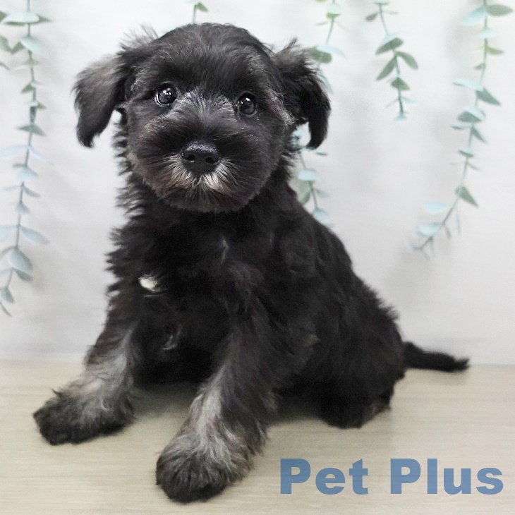 埼玉県のミニチュアシュナウザー (ペットプラス 羽生店/2025年8月31日生まれ/女の子/ソルトペッパー)の子犬の1枚目の画像