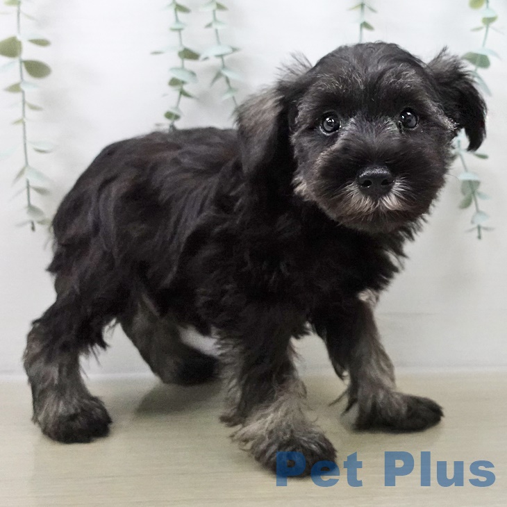 埼玉県のミニチュアシュナウザー (ペットプラス 羽生店/2025年8月31日生まれ/女の子/ソルトペッパー)の子犬の2枚目の画像