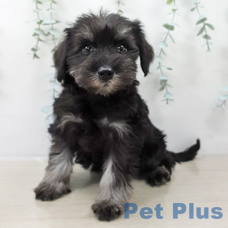 ミニチュア・シュナウザー