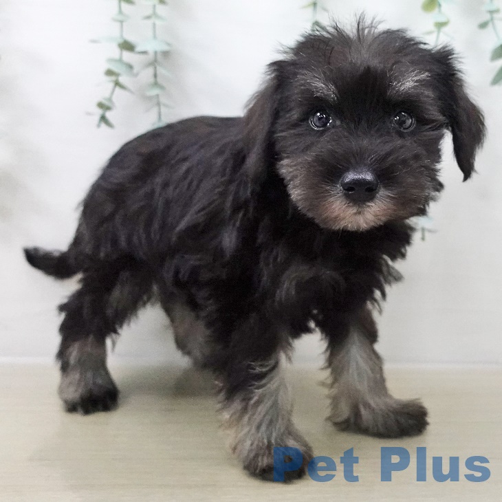 ミニチュア・シュナウザーの写真2