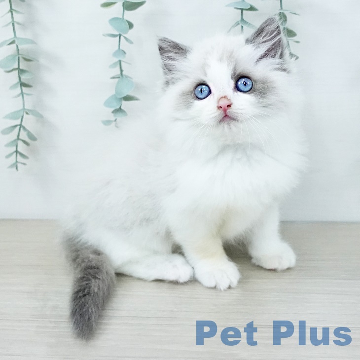 ラグドールの写真2