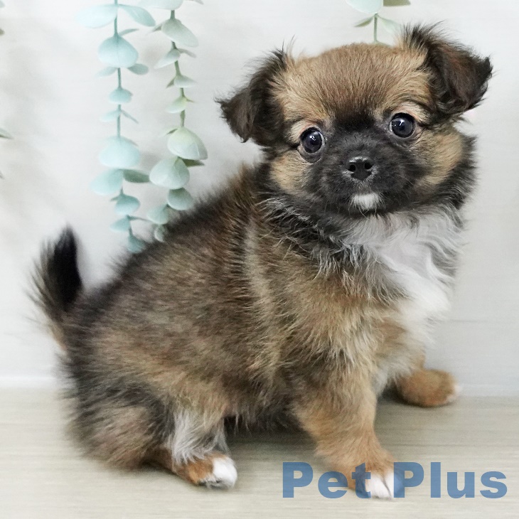 神奈川県のチワワ(ロング) (ペットプラス テラスモール湘南店/2025年9月1日生まれ/女の子/レッドセーブルホワイト)の子犬の1枚目の画像