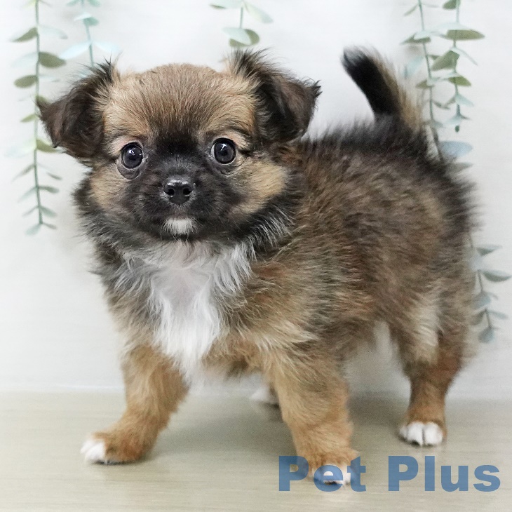 神奈川県のチワワ(ロング) (ペットプラス テラスモール湘南店/2025年9月1日生まれ/女の子/レッドセーブルホワイト)の子犬の2枚目の画像